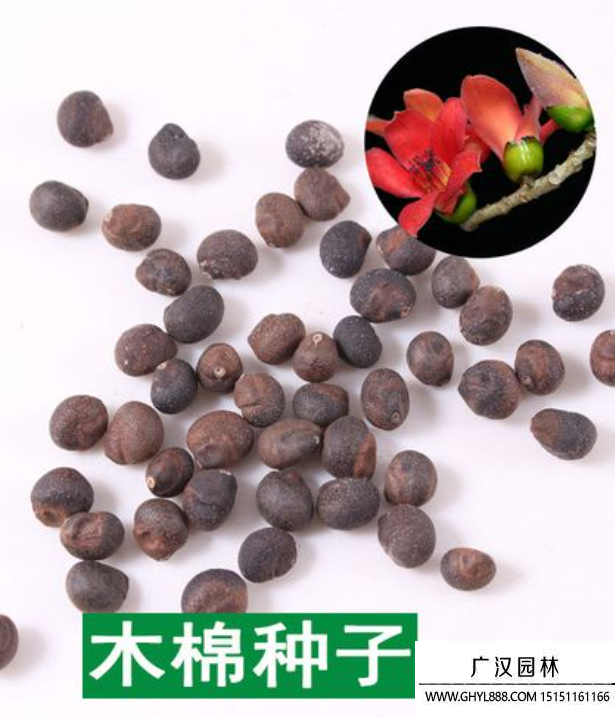 木棉花種子