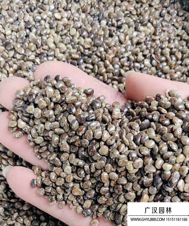 雞骨草種子