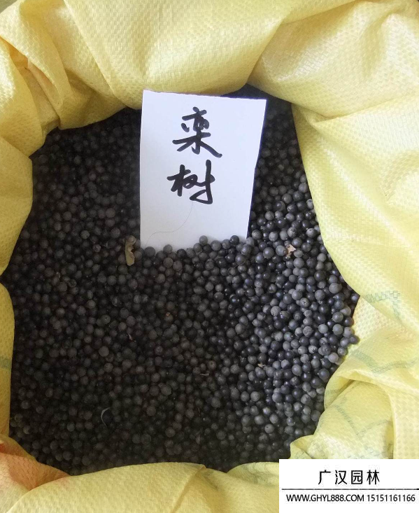 欒樹種子