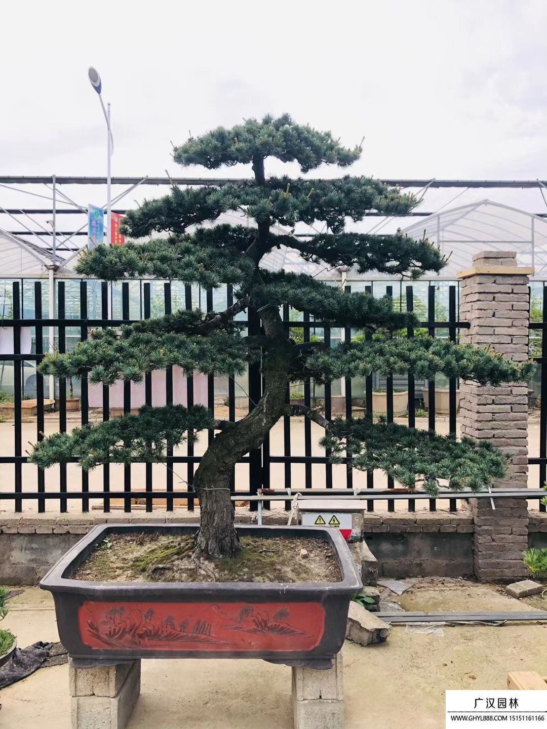 五針松盆景