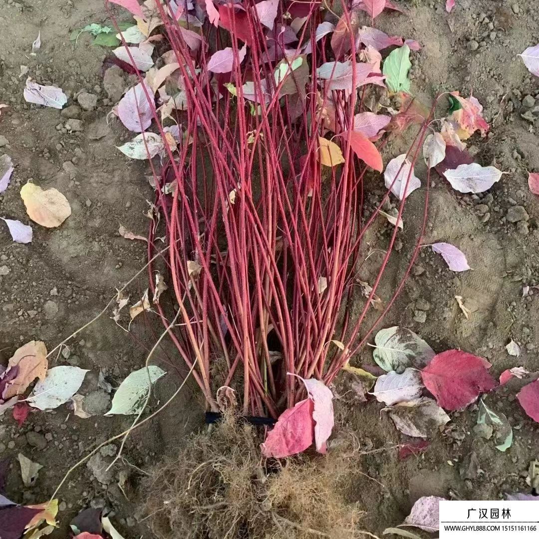 紅瑞木
