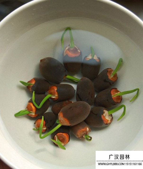 碗蓮種子