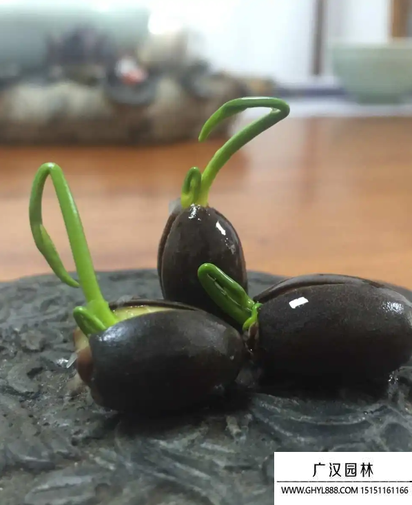 碗蓮種子