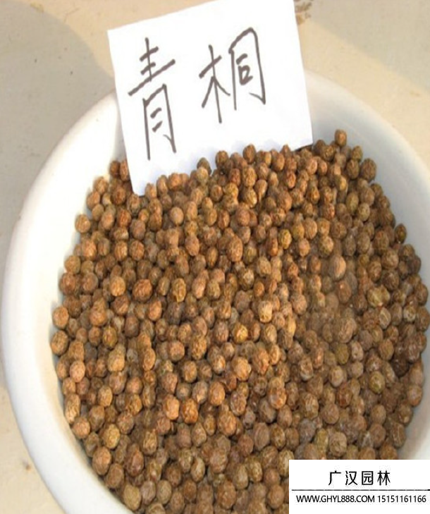 青桐種子