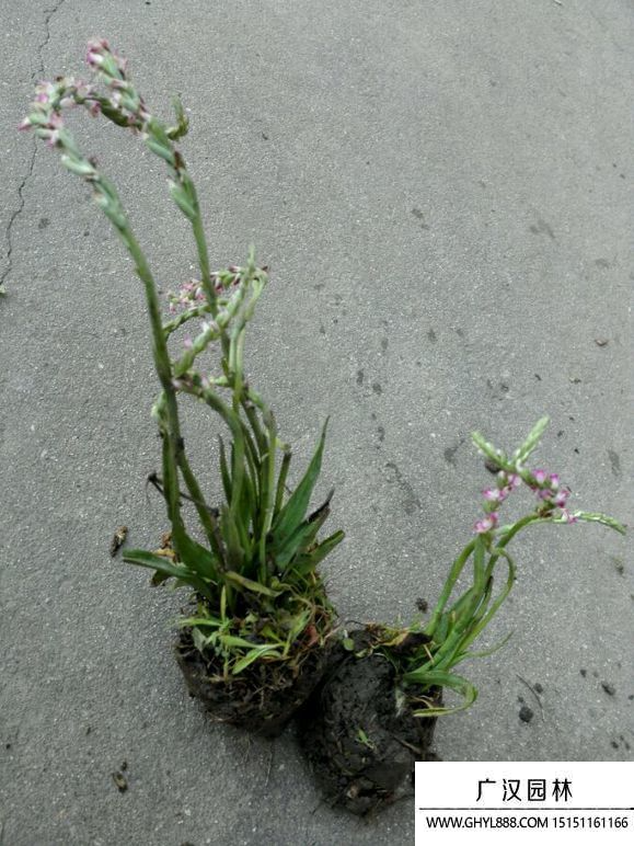 攀龍草