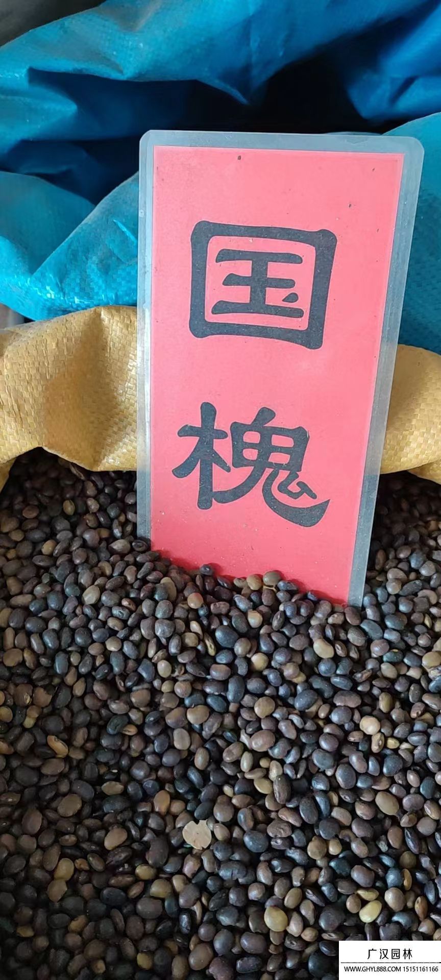 國槐種子