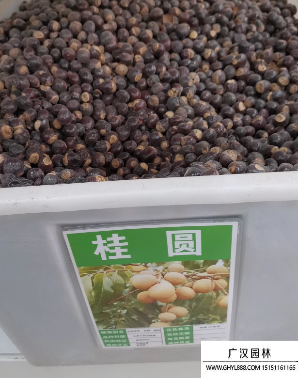 龍眼