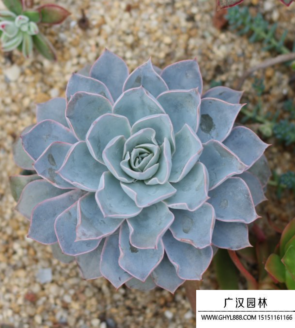 藍石蓮