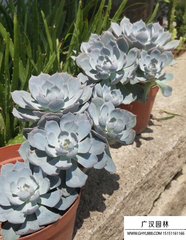 藍石蓮