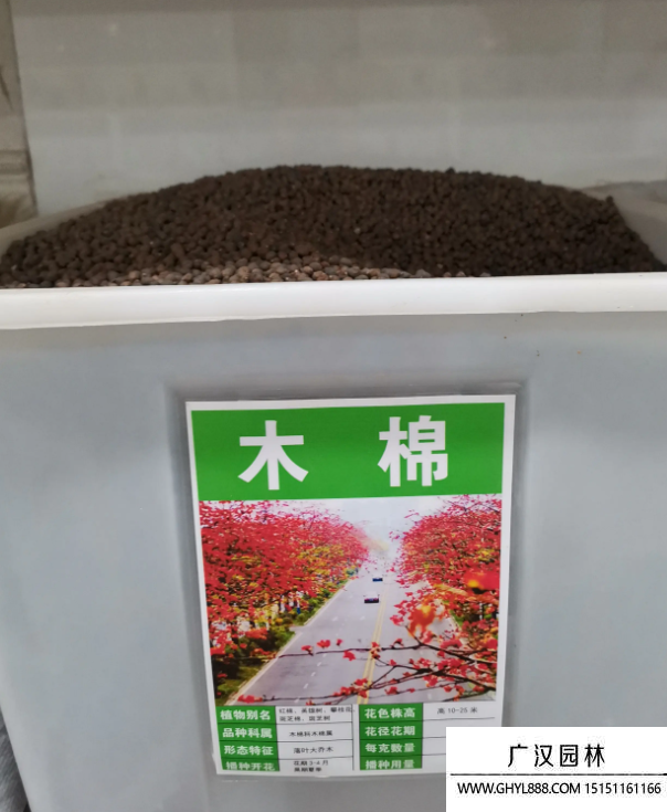 木棉花種子