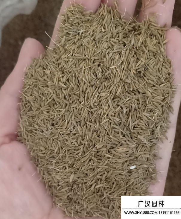 干屈菜種子