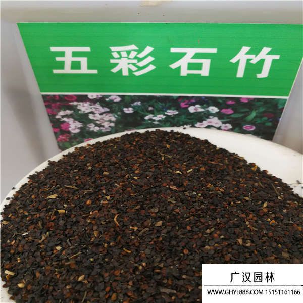五彩石竹種子