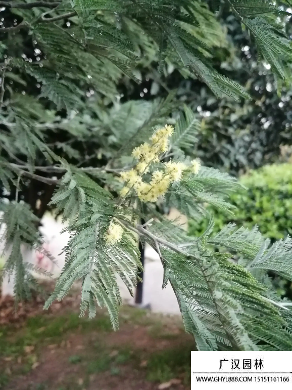 銀荊