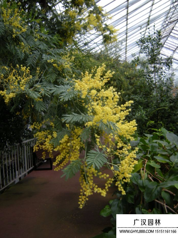 銀荊