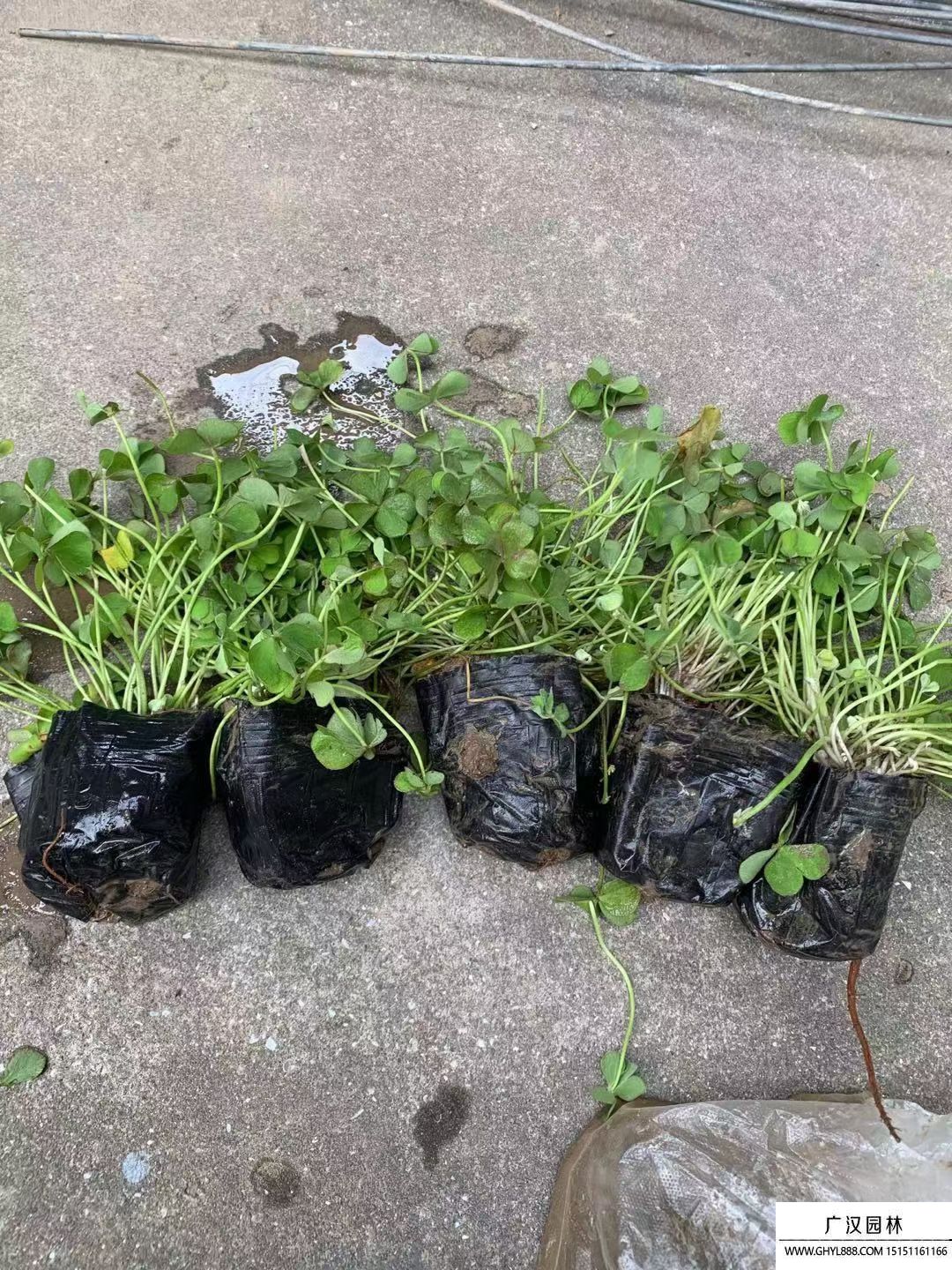 酢漿草