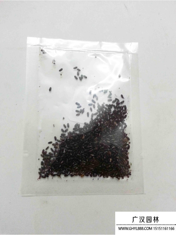 薄荷種子