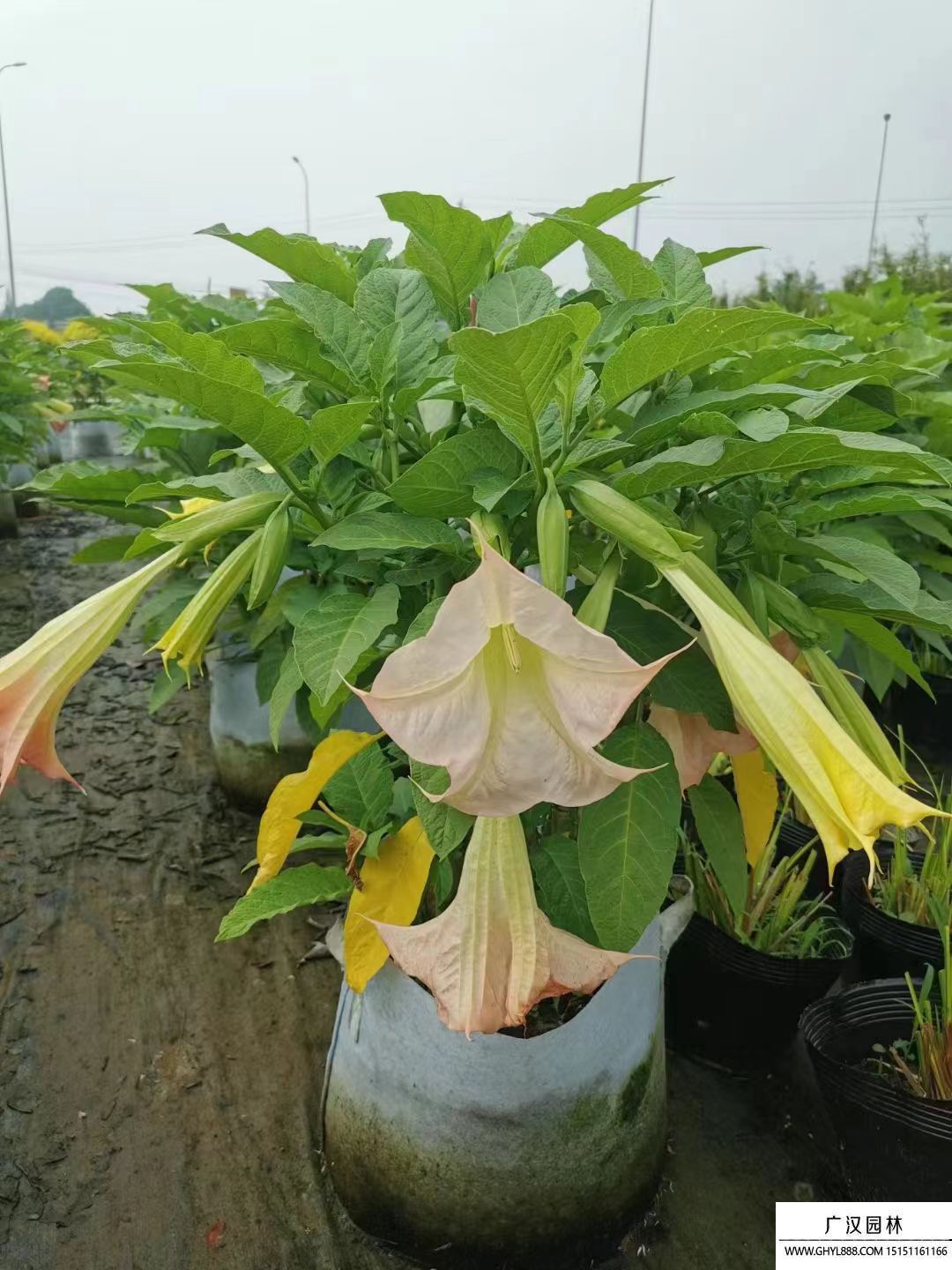 曼陀羅