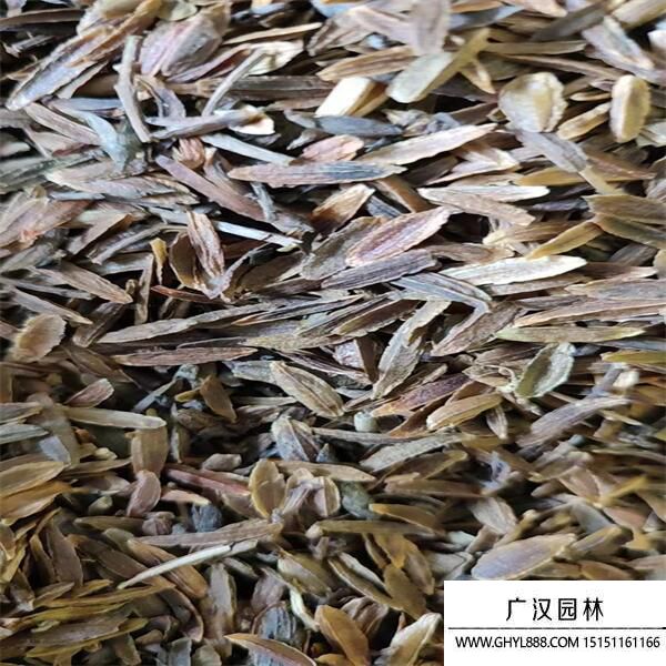 丁香種子