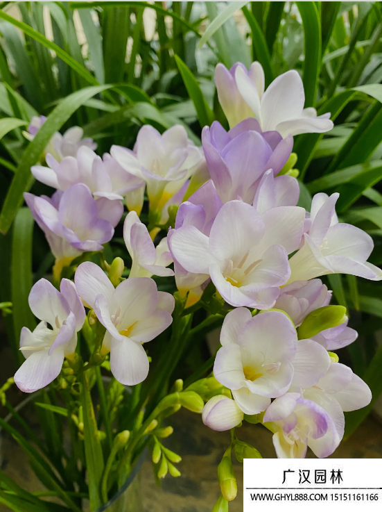 蒼蘭花