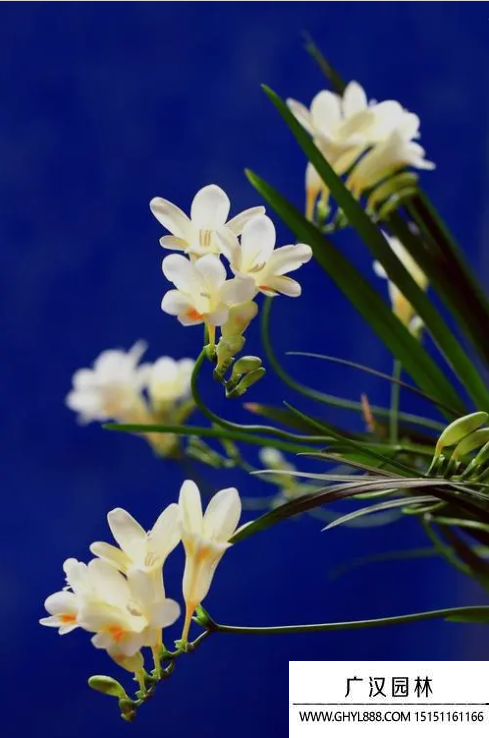 蒼蘭花