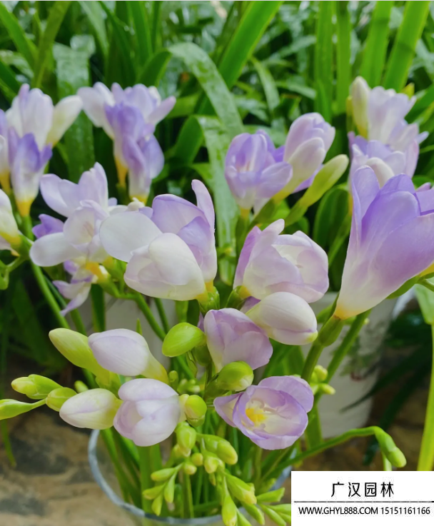 蒼蘭花