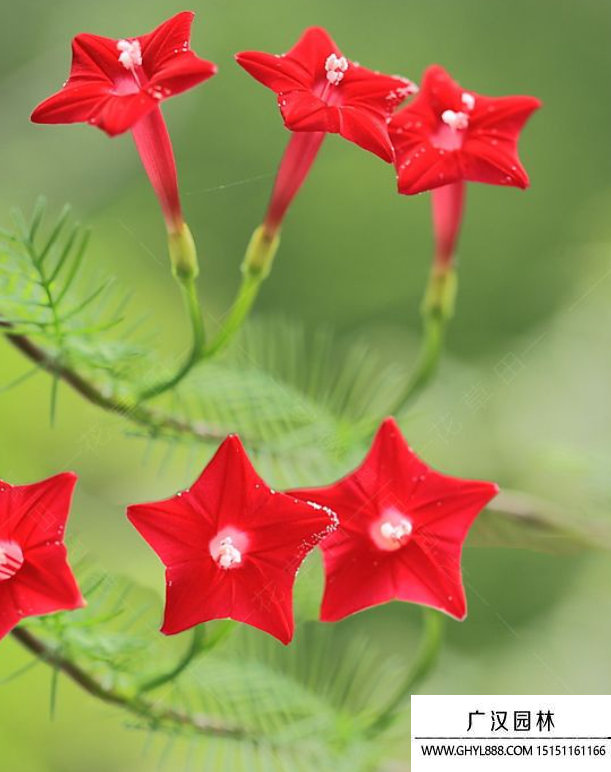 蔦蘿花