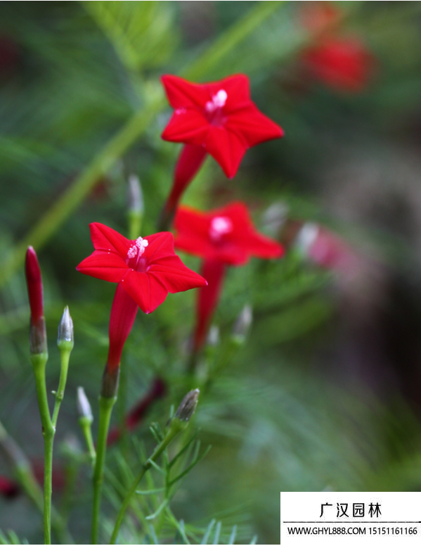 蔦蘿花