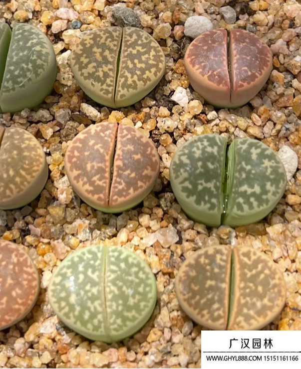 石頭花