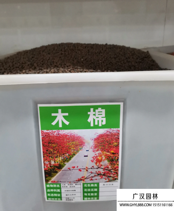 木棉花種子