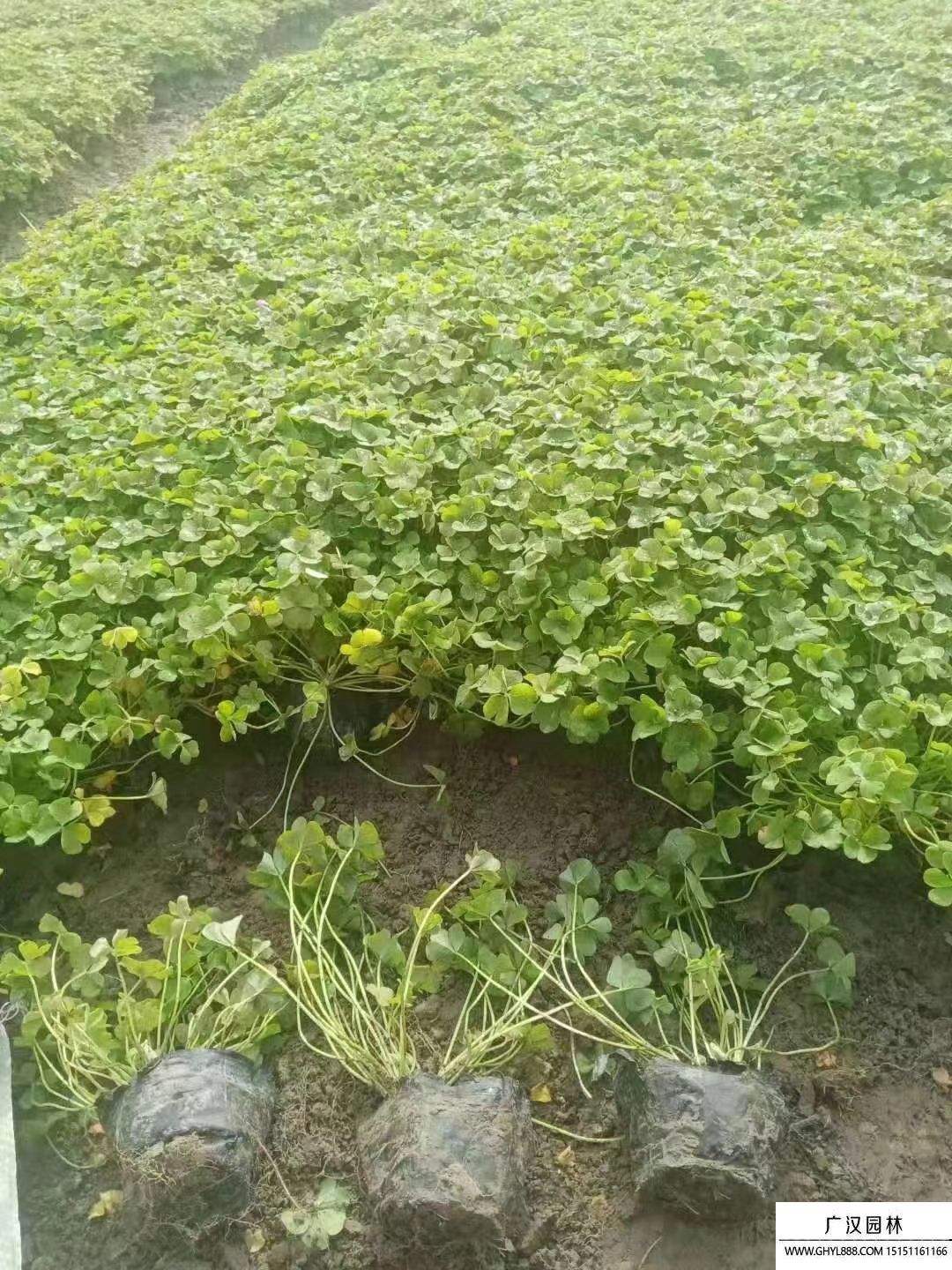 三葉草