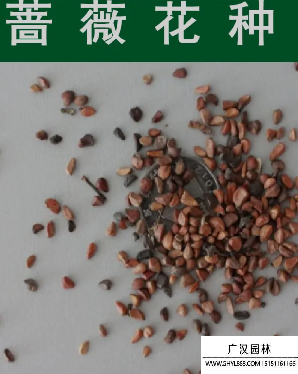 薔薇種子