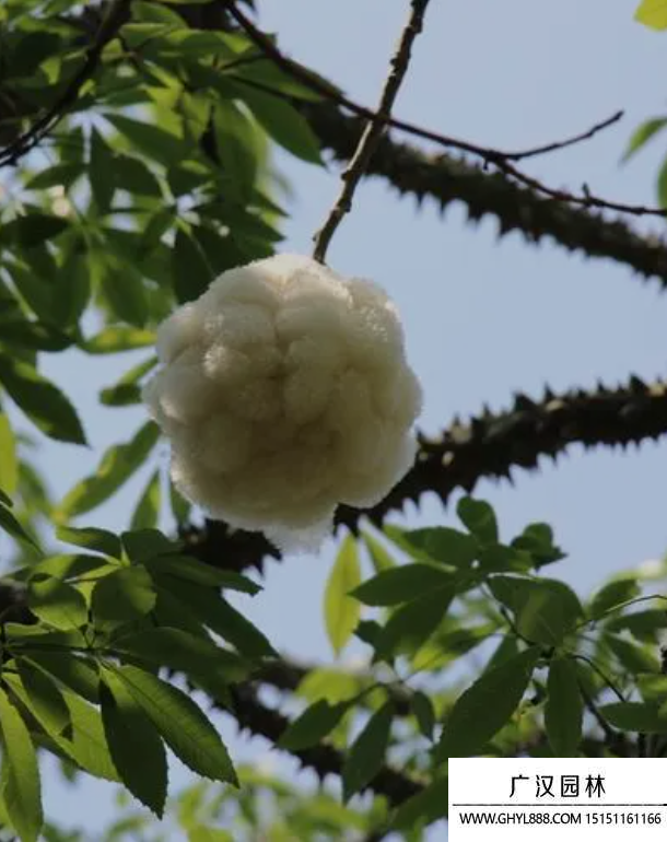 異木棉