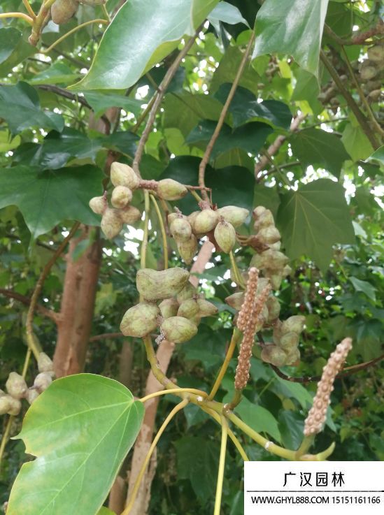 殼菜果