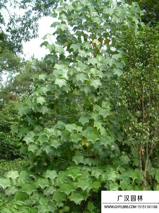 殼菜果