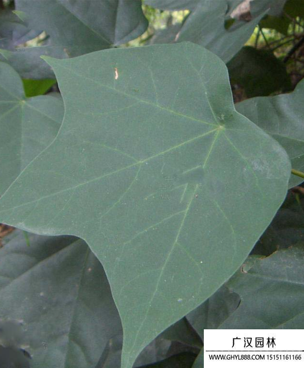 殼菜果