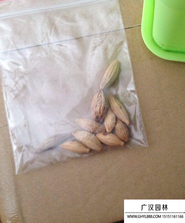 富貴竹種子