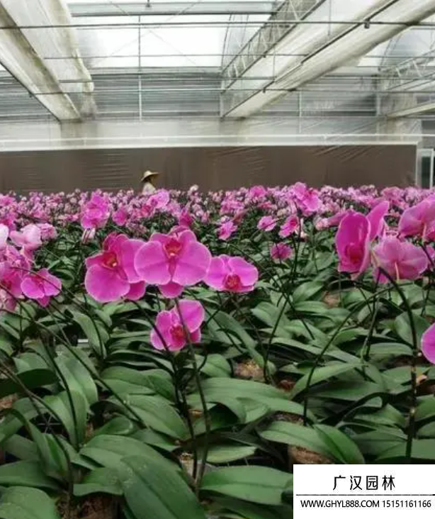 蘭花