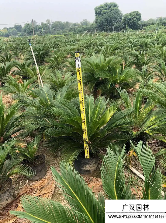 鐵樹