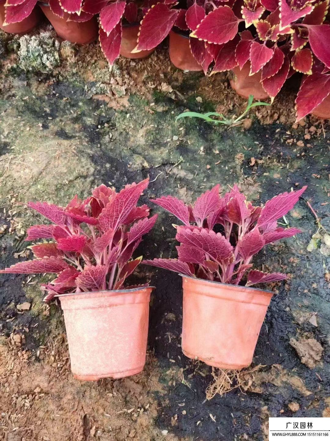 彩葉草