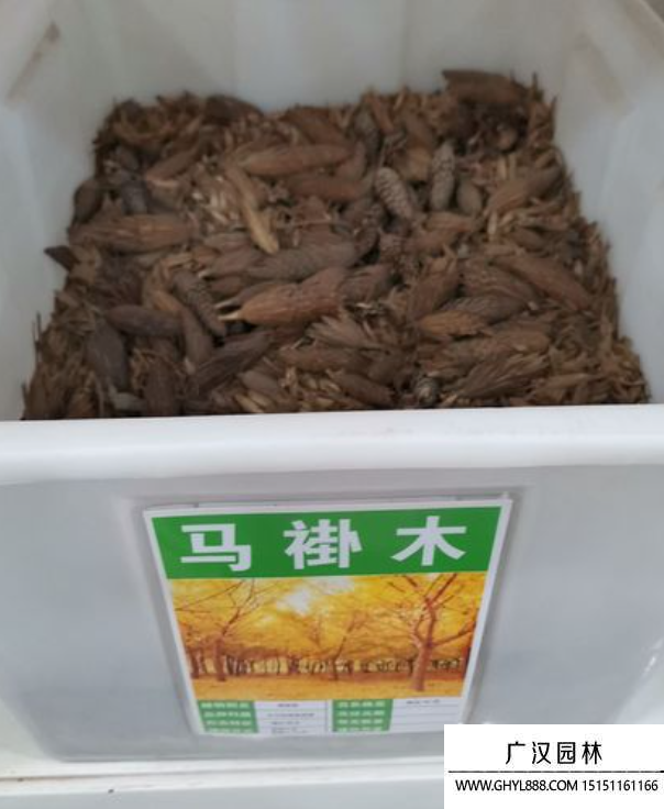 馬褂木種子