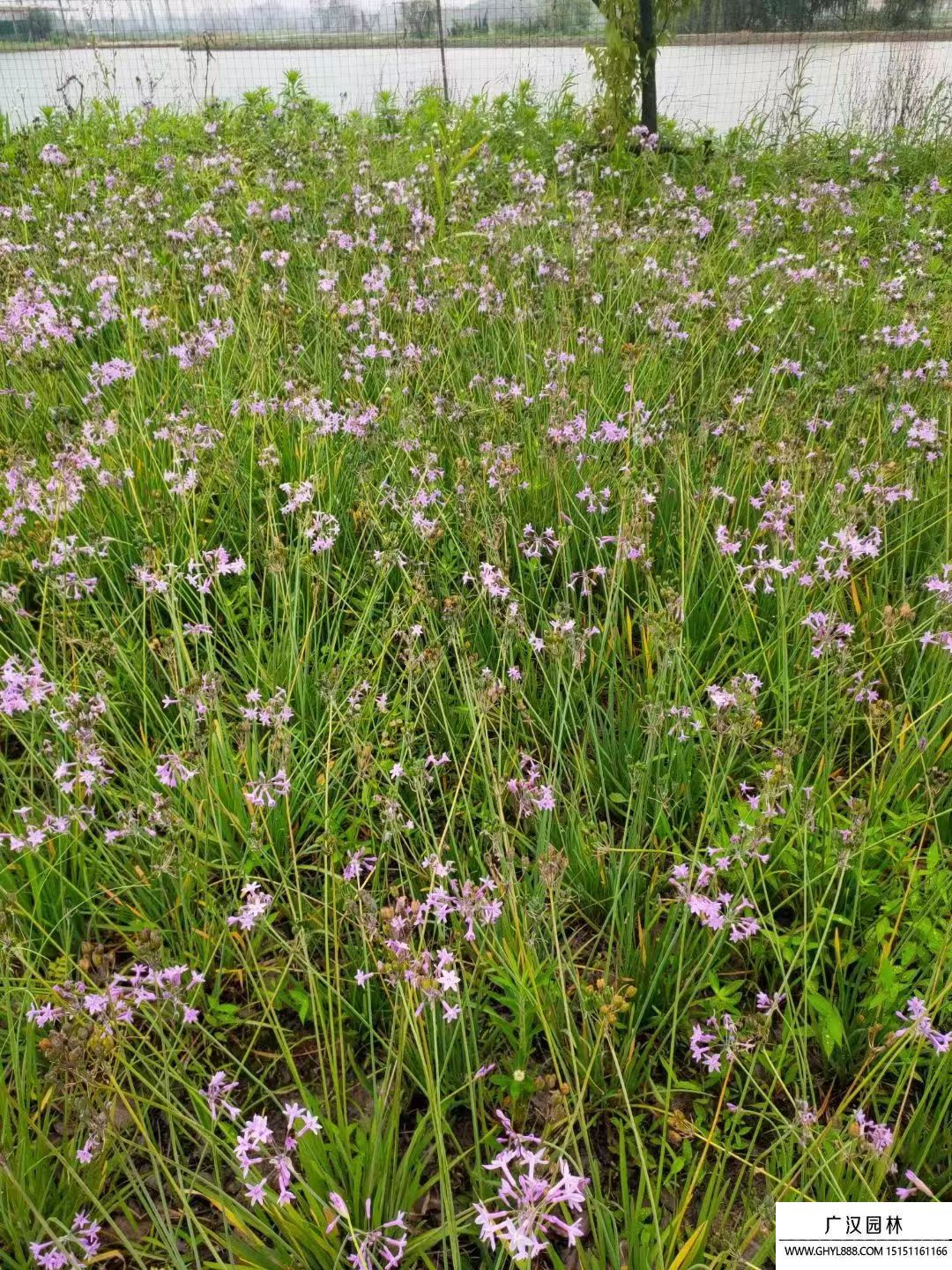 紫嬌花種子
