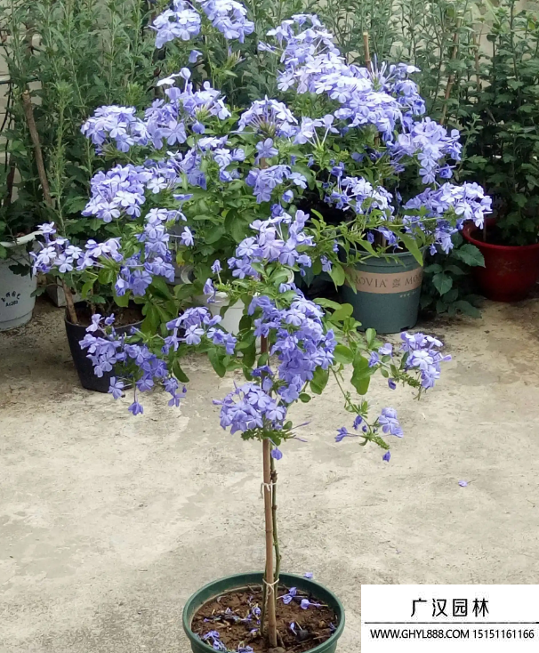 藍雪花