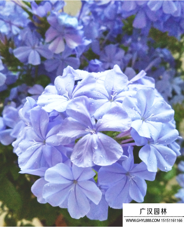 藍雪花