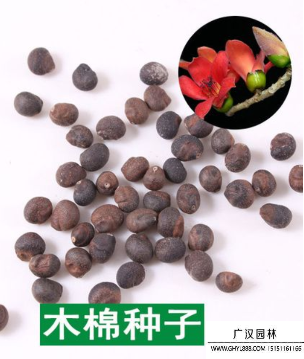 木棉種子