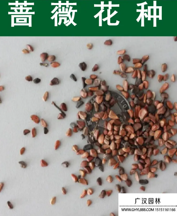 薔薇種子