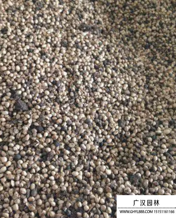 龍血樹種子