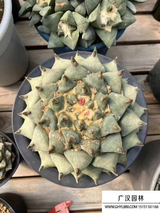 巖牡丹
