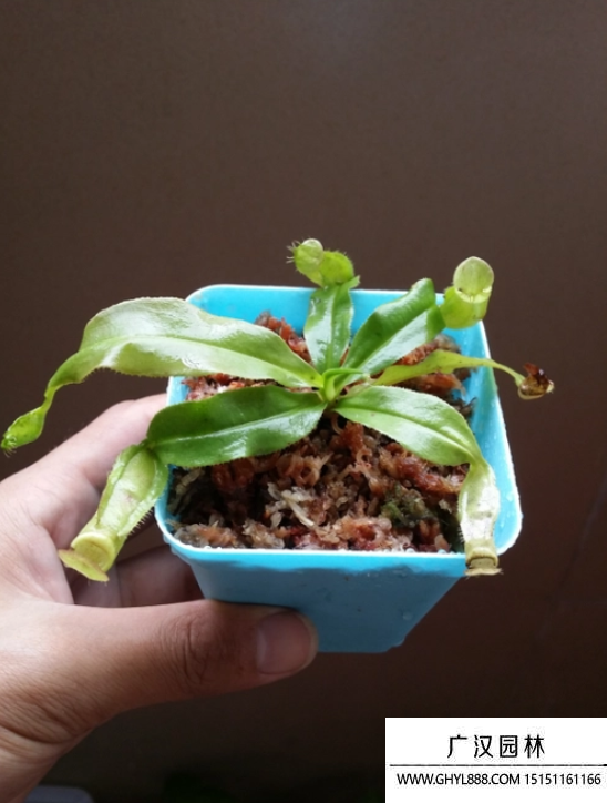 豬籠草
