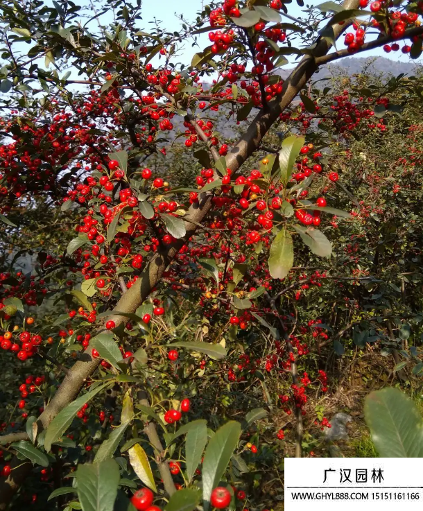 紅豆樹