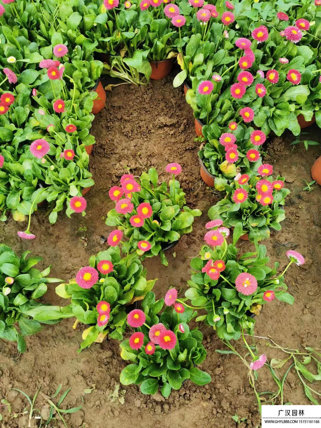 雛菊 (2).jpg